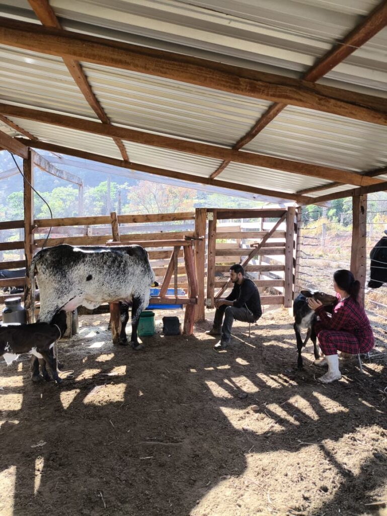Trabalho rural feito com paciência e cuidado com o animal.