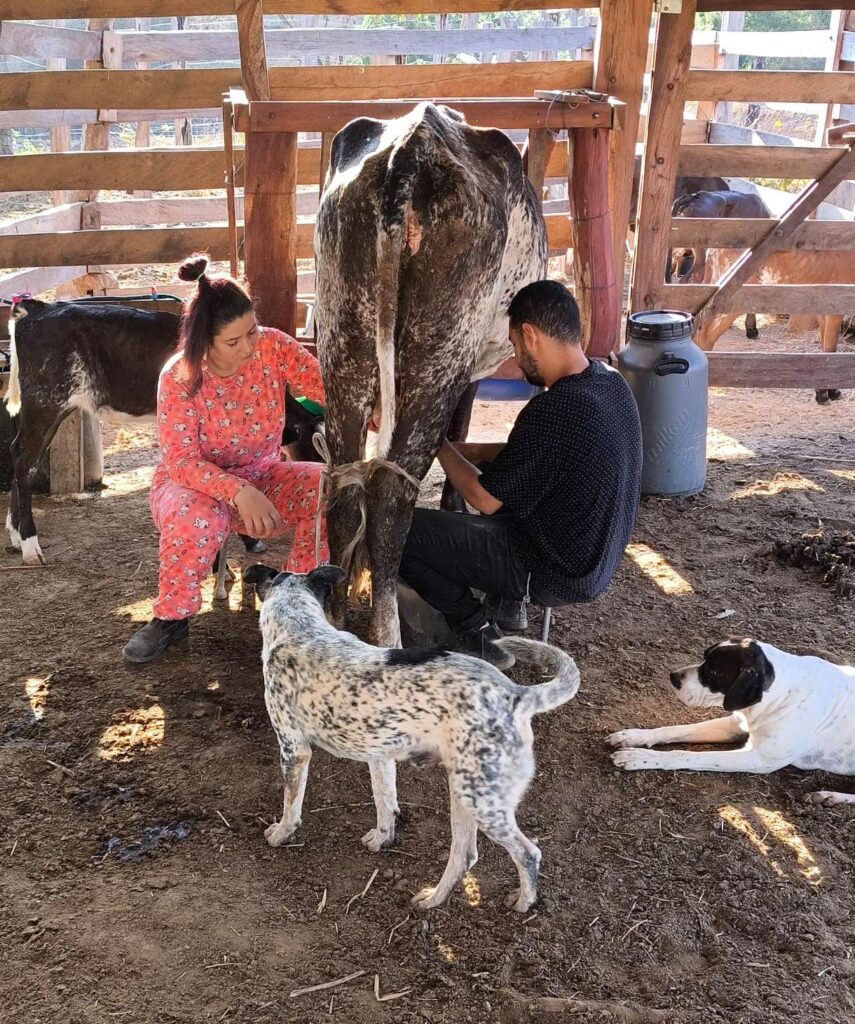 Casal cuidando dos animais na rotina diária da fazenda