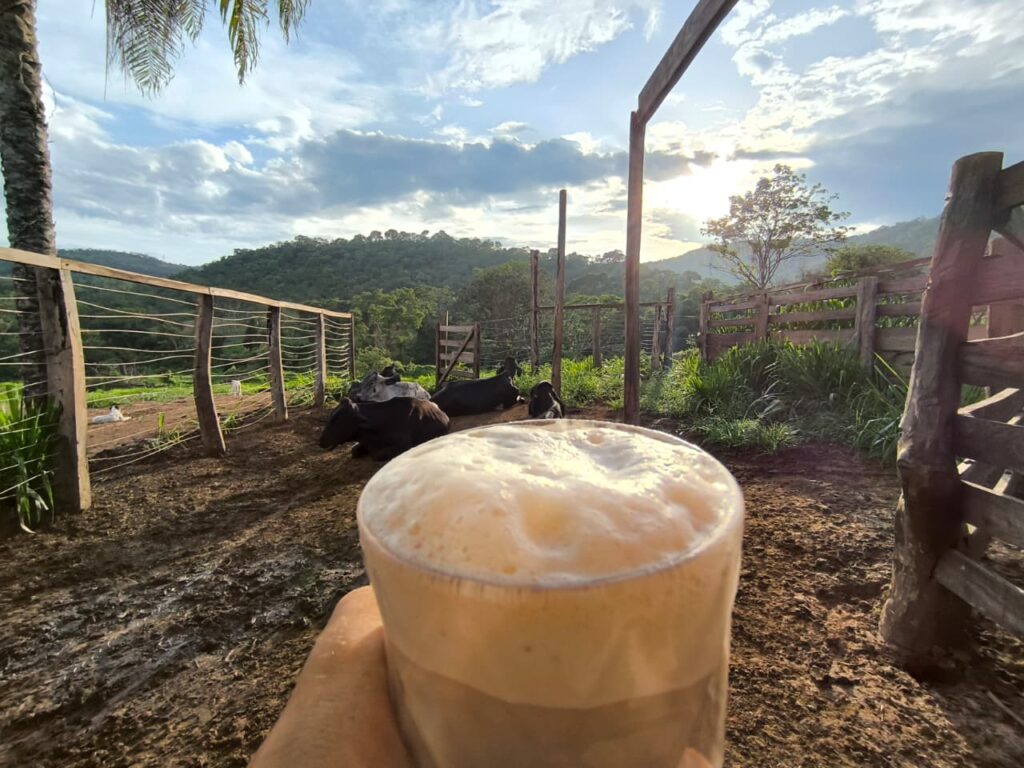 Leite fresco tirado na fazenda