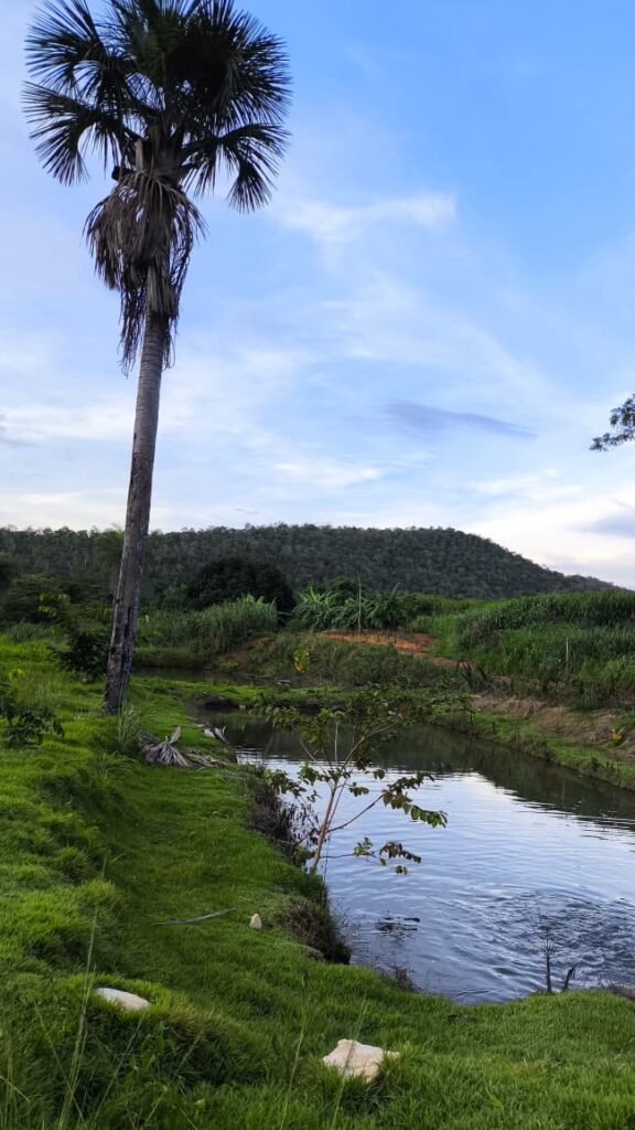 Paisagem tranquila da fazenda ao amanhecer.