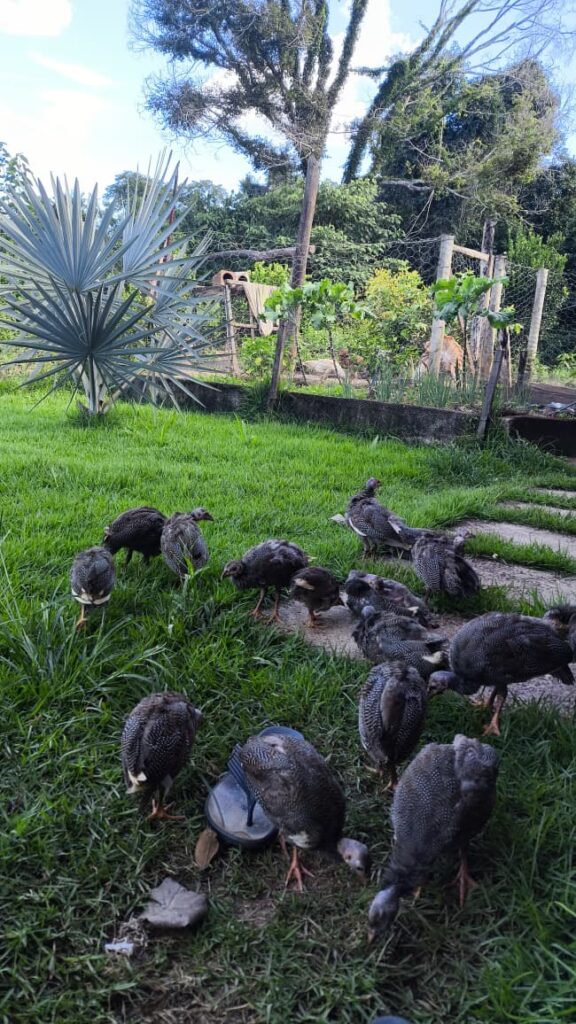 Galinhas da angola se alimentando no terreiro
