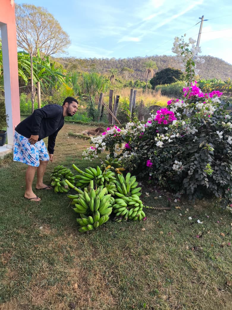 Colheita de bananas 