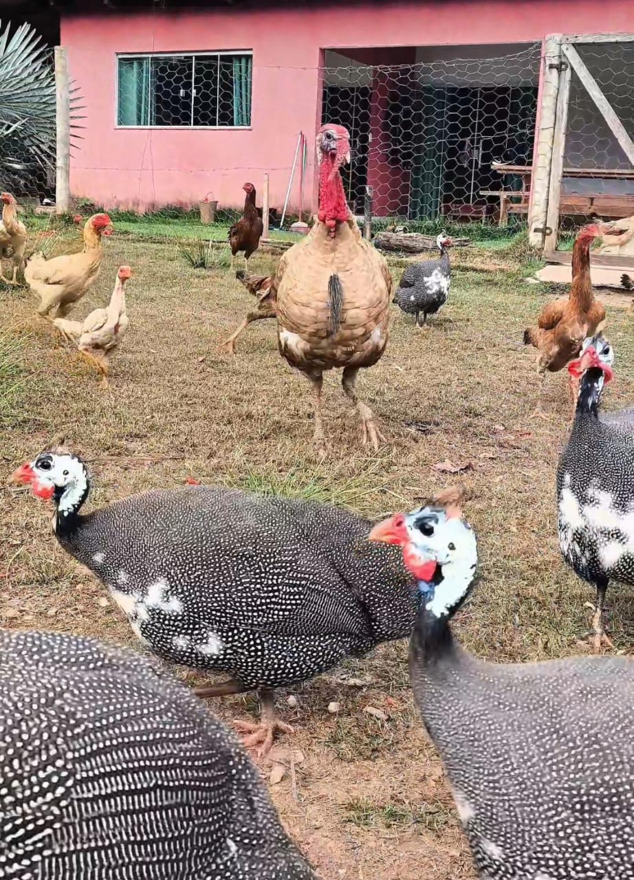 🐔 COMO CRIAMOS NOSSAS GALINHAS AQUI NA ROÇA