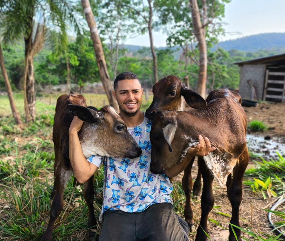 Cuidado e carinho com bezerros na fazenda, criação feita de forma natural e livre
