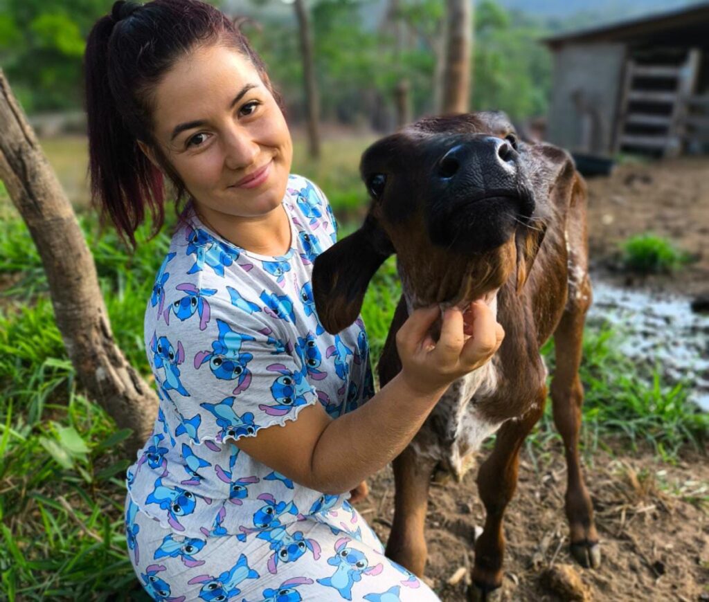 Bezerro recebendo carinho e atenção diária na rotina da fazenda.
