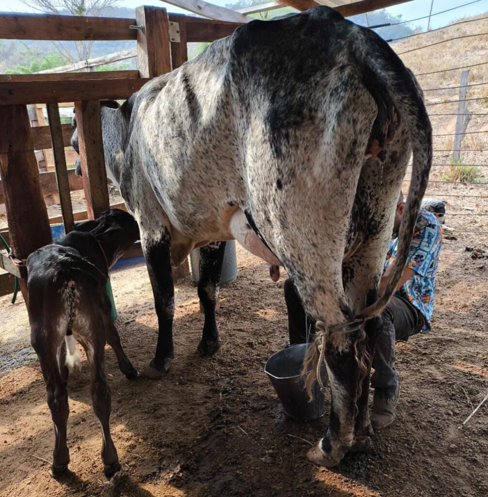 Bezerro mamando direto da mãe durante a ordenha manual na fazenda.
