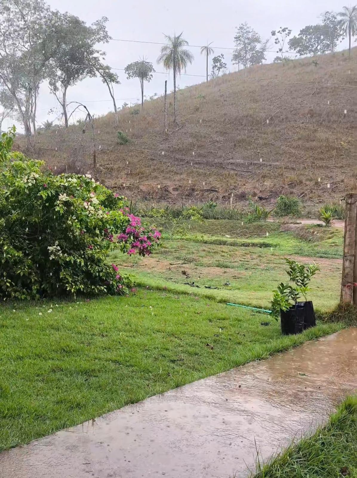 A Benção da Chuva no Campo: Vida, Renovação e Alegria para a Fazenda