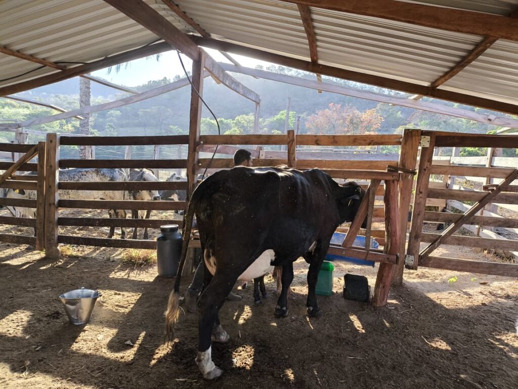 Vaca sendo preparada para a ordenha